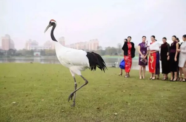 亭台水榭仙鹤齐飞走秀就应在这种天然T台