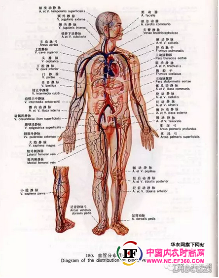 每个热爱健康美丽的女性都应该拥有健康纤体压力袜